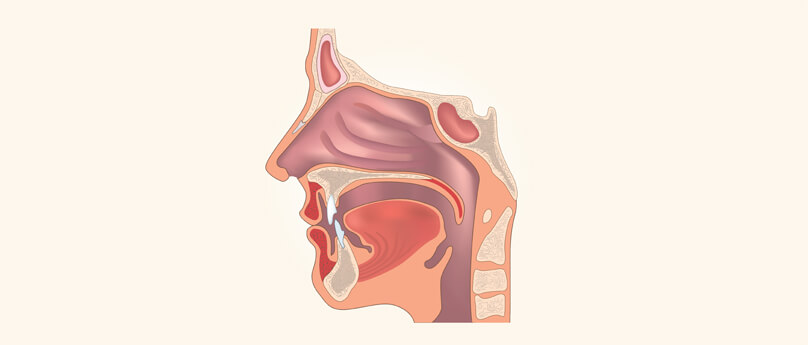 Budowa nosa człowieka